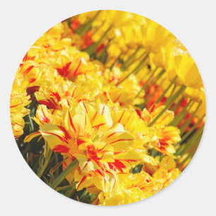Growing in Gold  Classic Round Sticker
