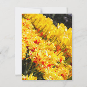 Growing in Gold  Postcard