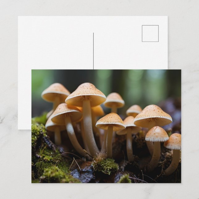 Growing mushrooms in forest postcard (Front/Back)