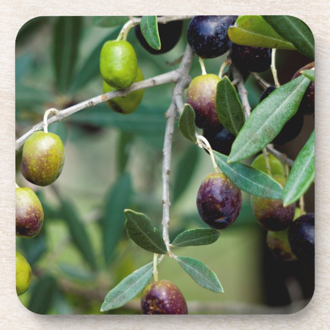 Growing Olives Coaster (Front)