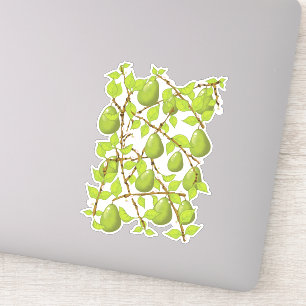 Growing Pears