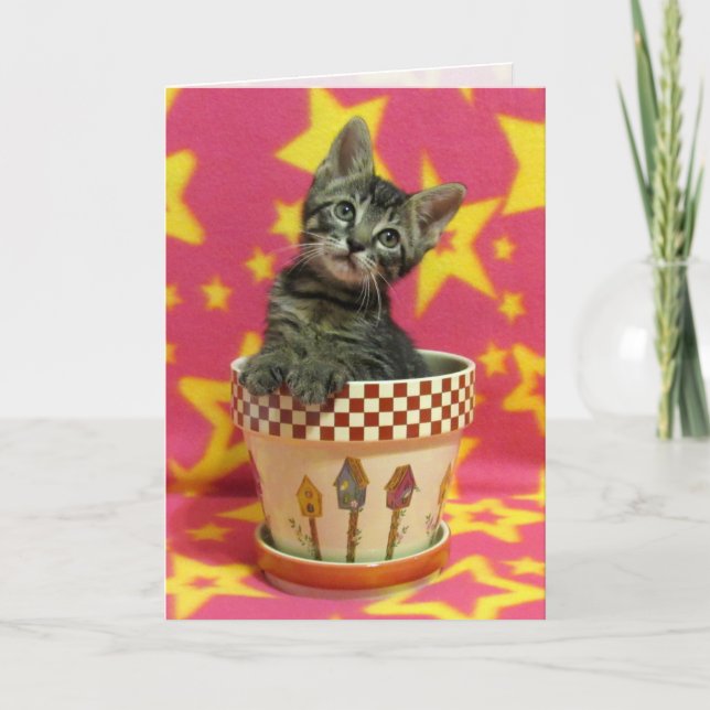 Growing Tabby Birthday Card (Front)