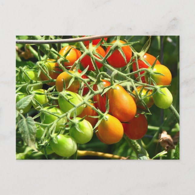 Growing Tomatoes Postcard (Front)