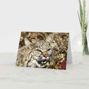 Growling Bobcat Card