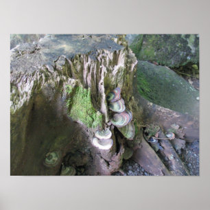 Growth in Limahuli Gardens Poster