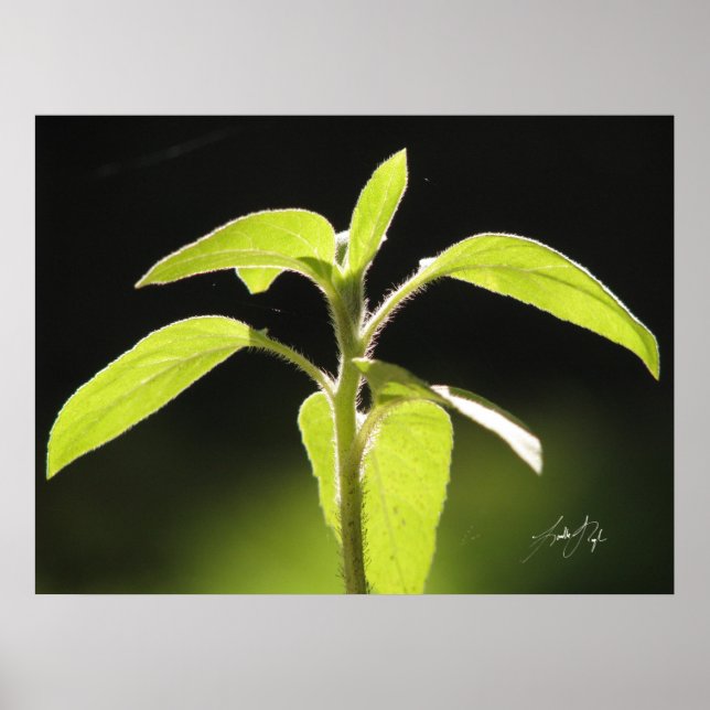 Growth Poster (Front)