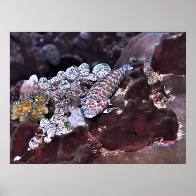 Grubfish Portrait Poster (Front)