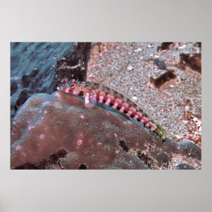 Grubfish Poster