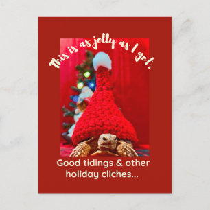 Grumpy baby sulcata tortoise in red hat Holiday Postcard