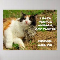 Grumpy Calico Hates Everything but Rocks