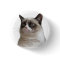 Grumpy Cat Glare Button