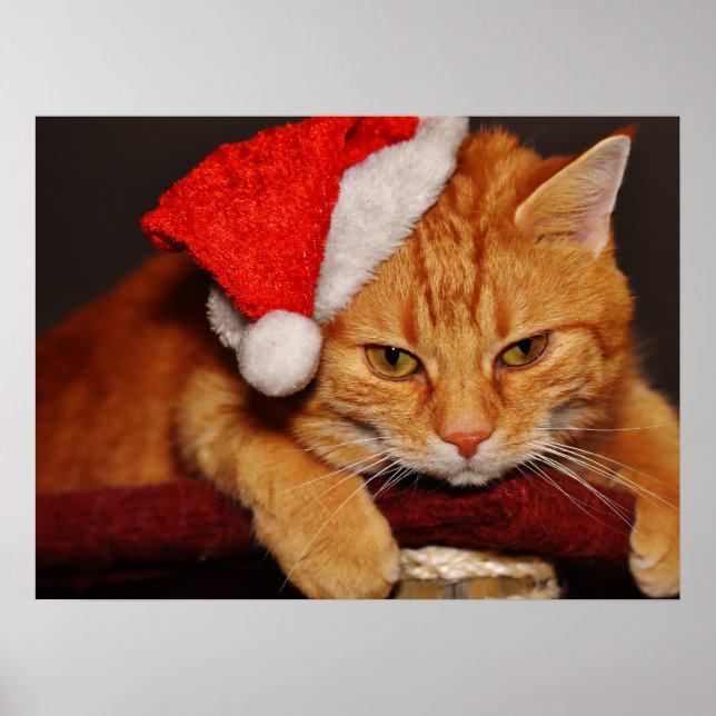 Grumpy Cat in a Red Santa Hat Poster (Front)