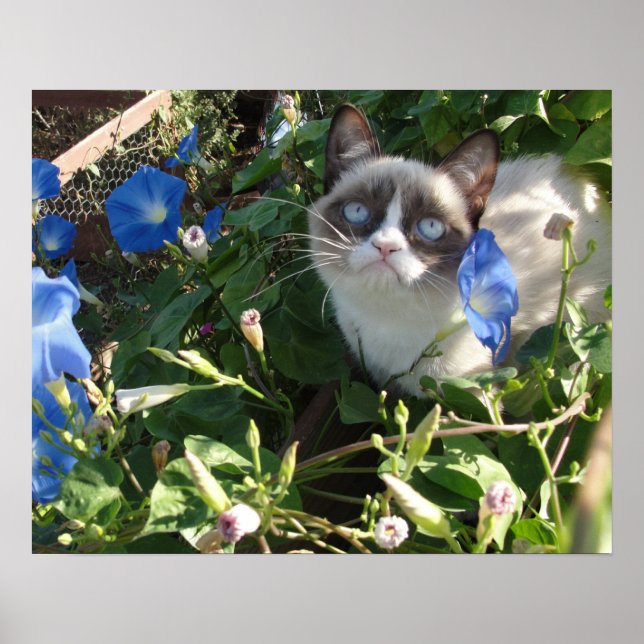 Grumpy Cat in the Morning Glories 20x16 Poster (Front)