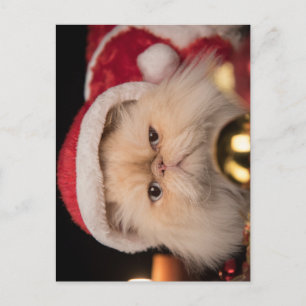 Grumpy Cat Santa Postcard