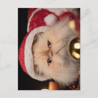 Grumpy Cat Santa Postcard