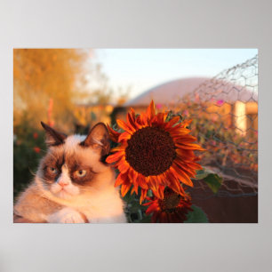 Grumpy Cat Sunflower Poster