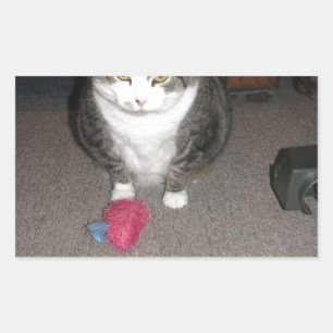 Grumpy Fat Cat is not amused Rectangular Sticker