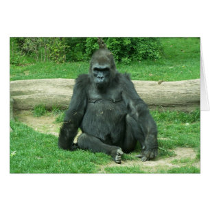 Grumpy Lowland Gorilla