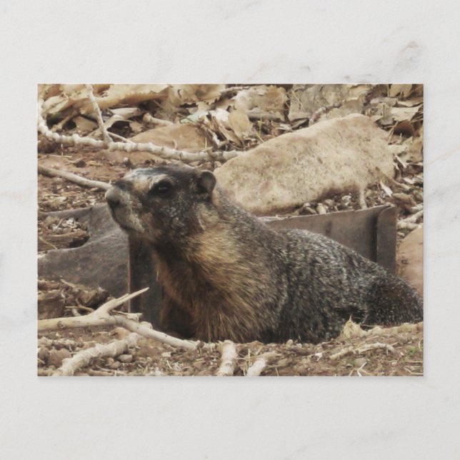 Grumpy Marmot Postcard (Front)
