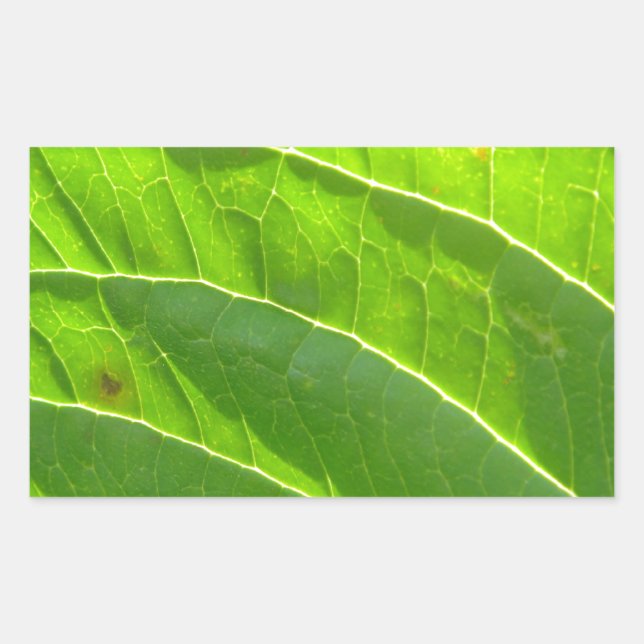 Grünes Blatt, hübsche Blattrippen Rectangular Sticker (Front)