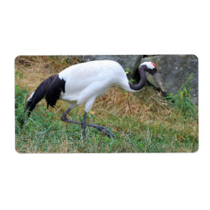 Grus japonensis