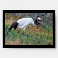 Grus japonensis