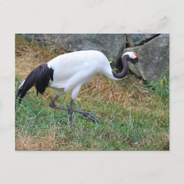 Grus japonensis postcard (Front)