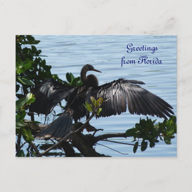 Grüße aus Florida Grußkarte Postkarte Postcard (Front)