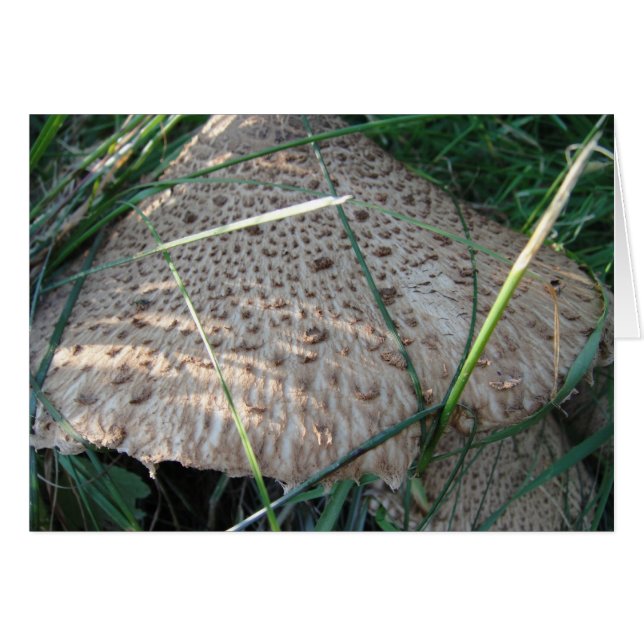 Grusskarte gemusterter Pilzhut, blanko (Front Horizontal)