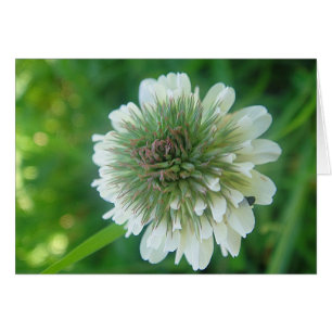 Grusskarte weisse Kleeblüte, blanko