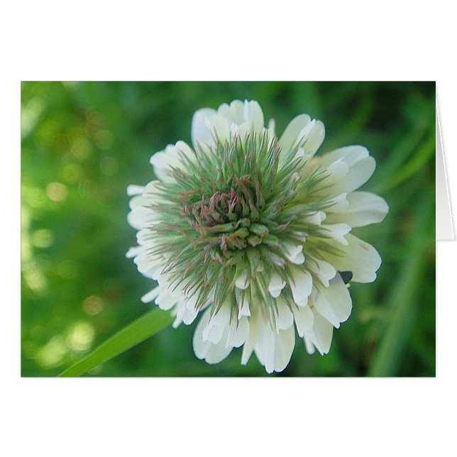 Grusskarte weisse Kleeblüte, blanko (Front Horizontal)
