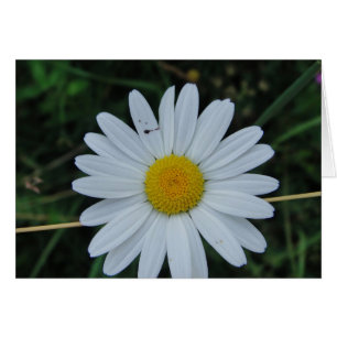 Grusskarte weisse Marteritenblüte: have a nice day