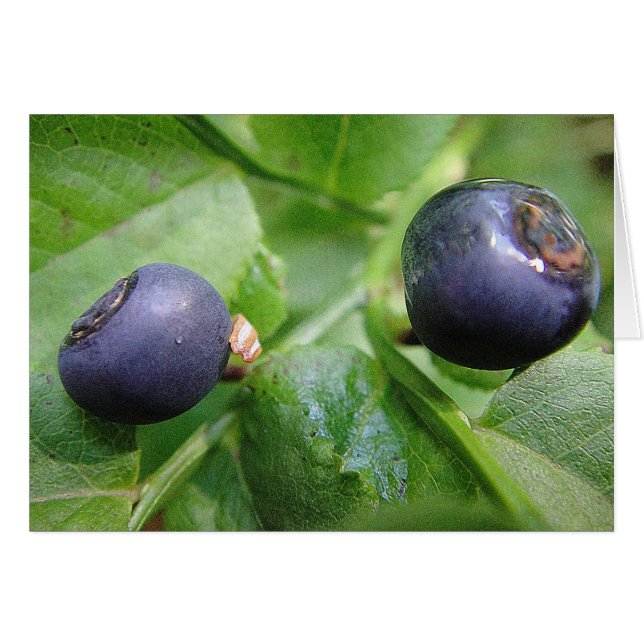 Grusskarte zwei Waldheidelbeeren, blanko (Front Horizontal)