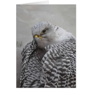 Gryfalcon - Frameable Art Card