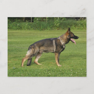 gsd full sable postcard