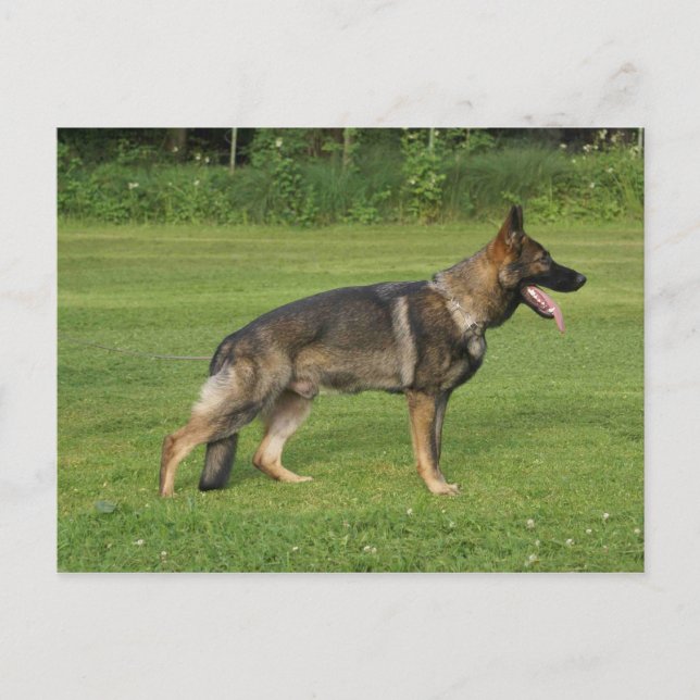 gsd full sable postcard (Front)