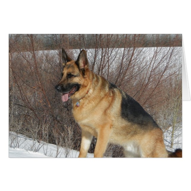 GSD in Winter Snow (Front Horizontal)