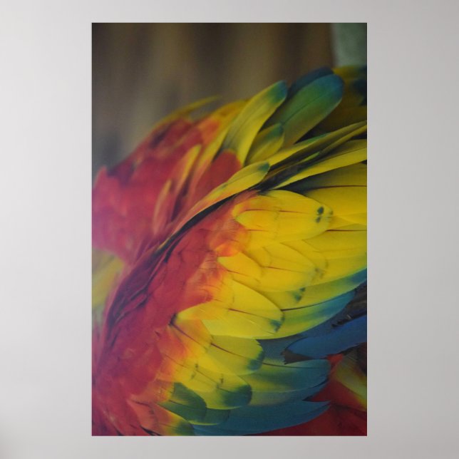 Guacamaya love poster (Front)