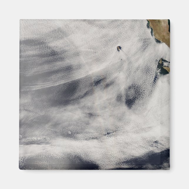 Guadalupe Island Magnet (Front)