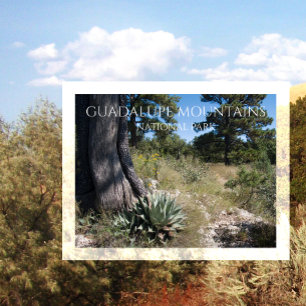 Guadalupe Mountains Ridge Agave, Pine, and Juniper Postcard