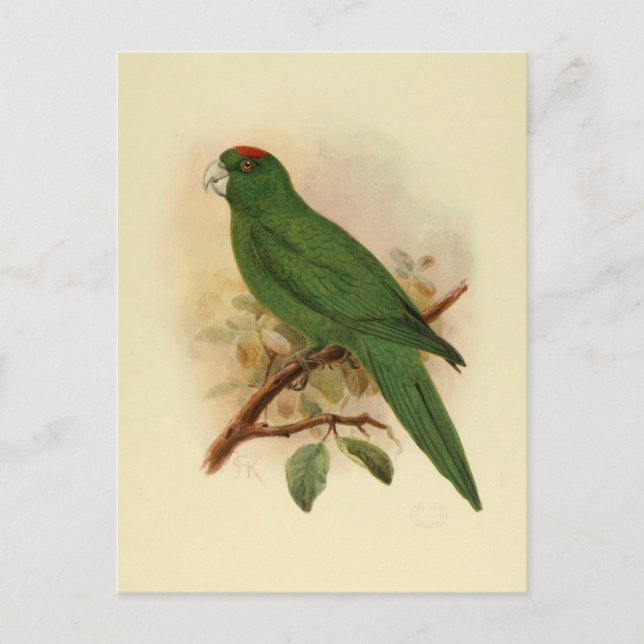 Guadeloupe Parakeet Extinct 1908 Postcard (Front)