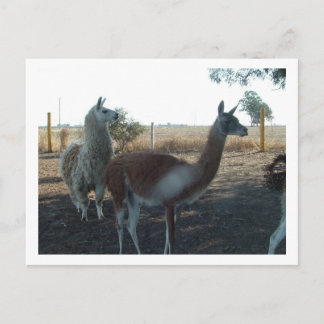 guanaco and llama postcard