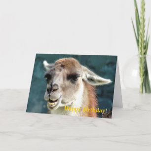 GUANACO CARD