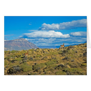 Guanaco Country, Patagonia