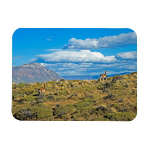 Guanaco Country, Patagonia Magnet