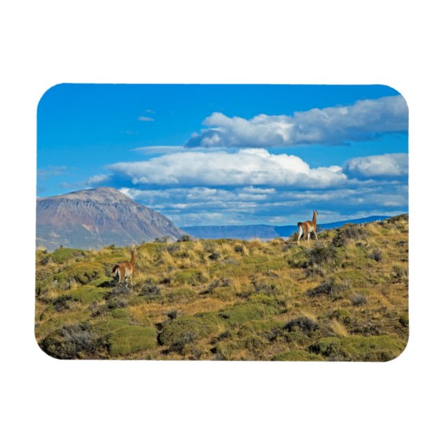 Guanaco Country, Patagonia Magnet (Horizontal)