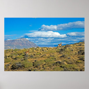 Guanaco Country, Patagonia Poster