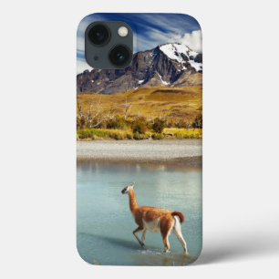 Guanaco crossing the river in Torres del Paine iPhone 13 Case