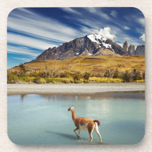 Guanaco crossing the river in Torres del Paine Coaster
