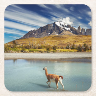 Guanaco crossing the river in Torres del Paine Square Paper Coaster